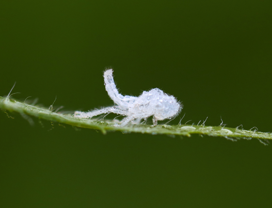 Fulgorid Planthopper Nymph Exuvia - Family Flatidae, Tribe Nephesini Habitat: Meadow Geotagged,Summer,United States,exuvia,flatidae,nephesini,nymph exuvia,planthopper exuvia,signs of wildlife