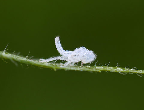 Fulgorid Planthopper Nymph Exuvia - Family Flatidae, Tribe Nephesini Habitat: Meadow Geotagged,Summer,United States,exuvia,flatidae,nephesini,nymph exuvia,planthopper exuvia,signs of wildlife
