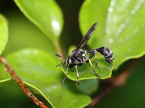 Thick-headed Fly - Physocephala tibialis Habitat: Meadow Common Eastern Physocephala,Geotagged,Physocephala,Physocephala tibialis,Summer,United States,fly