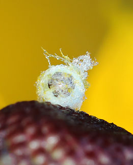 Green Lacewing (Chrysopidae) - Empty Pupa It's similar to the one that I found here:
https://www.jungledragon.com/image/58844/vacant_insect_egg.html

Habitat: Adhered to the center disc of a Rudbeckia flower; garden
https://www.jungledragon.com/image/132548/empty_egg.html Chrysopidae,Geotagged,Summer,United States,lacewing pupa,pupa