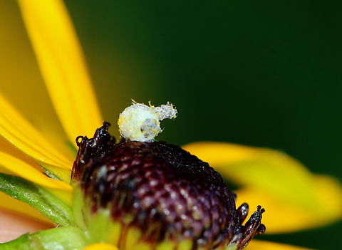 Green Lacewing (Chrysopidae) - Empty Pupa It looked like someone else may have moved in.

It's similar to the one that I found here:
https://www.jungledragon.com/image/58844/vacant_insect_egg.html

Habitat: Adhered to the center disc of a Rudbeckia flower; garden
https://www.jungledragon.com/image/132547/empty_egg.html Geotagged,Summer,United States,pupa