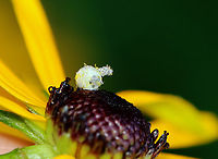 Green Lacewing (Chrysopidae) - Empty Pupa It looked like someone else may have moved in.<br />
<br />
It's similar to the one that I found here:<br />
https://www.jungledragon.com/image/58844/vacant_insect_egg.html<br />
<br />
Habitat: Adhered to the center disc of a Rudbeckia flower; garden<br />
https://www.jungledragon.com/image/132547/empty_egg.html Geotagged,Summer,United States,pupa