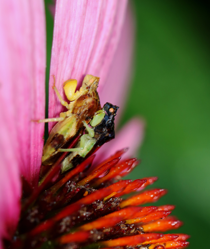 Jagged Ambush Bugs (Coupling) - Phymata fasciata These two ambush bugs appear to be mating, but they are not. The male is sitting on top of the female in a piggyback position, which is referred to as &quot;coupling&quot; - a pre or post copulation guarding behavior. Copulation in these bugs only occurs when the male is positioned next to the female.<br />
<br />
Habitat: Garden Geotagged,Phymata,Phymata Fasciata,Phymata fasciata,Summer,United States,ambush bugs,coupling