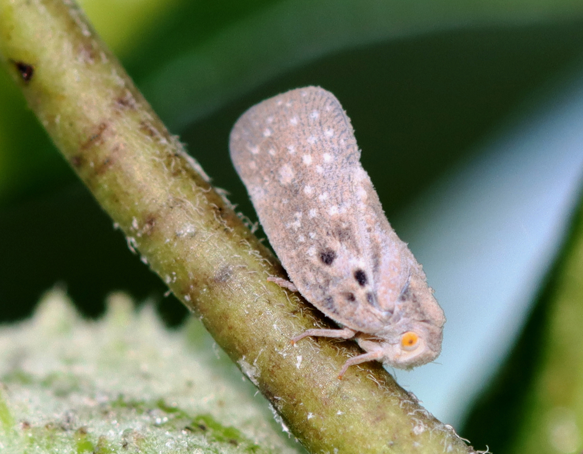 Citrus Flatid Planthopper - Metcalfa pruinosa Gray to brown depending on how much floury coating is present. Dark spots near the base of the wing are characteristic.<br />
<br />
Habitat: On milkweed; Garden Citrus flatid planthopper,Flatidae,Geotagged,Metcalfa pruinosa,Summer,United States,metcalfa,planthopper