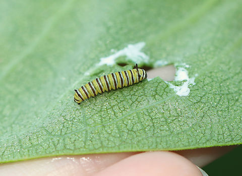 Monarch Caterpillar - Danaus plexippus If you spot a U-shaped hole in a milkweed leaf, turn it over and you may find a monarch caterpillar.

A monarch caterpillar's first meal is its egg shell. Next, it eats milkweed leaf hairs, and then finally, the leaf itself. The first holes it chews are broadly U-shaped. The shape of the hole is important because it prevents the sticky sap from flooding the leaf and gluing the caterpillar's mandibles (mouthparts) together.

Habitat: Milkweed

Leaf from above:
https://www.jungledragon.com/image/132553/milkweed_leaf_-_asclepias_syriaca.html Danaus,Danaus plexippus,Geotagged,Monarch butterfly,Summer,United States,caterpillar,larva,milkweed