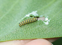 Monarch Caterpillar - Danaus plexippus If you spot a U-shaped hole in a milkweed leaf, turn it over and you may find a monarch caterpillar.<br />
<br />
A monarch caterpillar's first meal is its egg shell. Next, it eats milkweed leaf hairs, and then finally, the leaf itself. The first holes it chews are broadly U-shaped. The shape of the hole is important because it prevents the sticky sap from flooding the leaf and gluing the caterpillar's mandibles (mouthparts) together.<br />
<br />
Habitat: Milkweed<br />
<br />
Leaf from above:<br />
https://www.jungledragon.com/image/132553/milkweed_leaf_-_asclepias_syriaca.html Danaus,Danaus plexippus,Geotagged,Monarch butterfly,Summer,United States,caterpillar,larva,milkweed