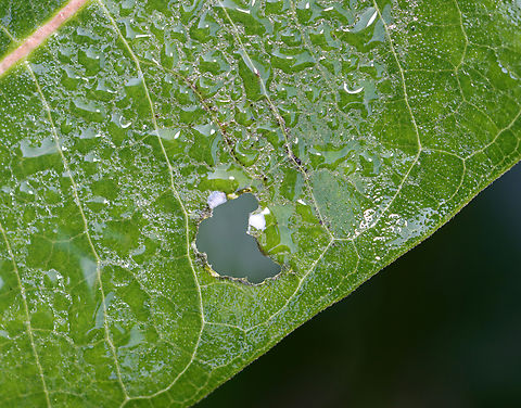 Milkweed Leaf - Asclepias syriaca If you spot a U-shaped hole in a milkweed leaf, turn it over and you may find a monarch caterpillar.

A monarch caterpillar's first meal is its egg shell. Next, it eats milkweed leaf hairs, and then finally, the leaf itself. The first holes it chews are broadly U-shaped. The shape of the hole is important because it prevents the sticky sap from flooding the leaf and gluing the caterpillar's mandibles (mouthparts) together.

Habitat: Milkweed

On the underside of the leaf:
https://www.jungledragon.com/image/132552/monarch_caterpillar_-_danaus_plexippus.html Asclepias,Asclepias syriaca,Common Milkweed,Geotagged,Summer,United States,milkweed,signs of wildlife