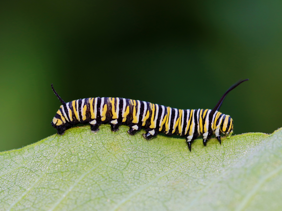 Monarch Caterpillar - Danaus plexippus Habitat: Milkweed; meadow Danaus,Danaus plexippus,Geotagged,Monarch butterfly,Summer,United States,caterpillar,larva,monarch caterpillar