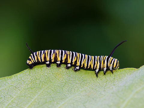 Monarch Caterpillar - Danaus plexippus Habitat: Milkweed; meadow Danaus,Danaus plexippus,Geotagged,Monarch butterfly,Summer,United States,caterpillar,larva,monarch caterpillar
