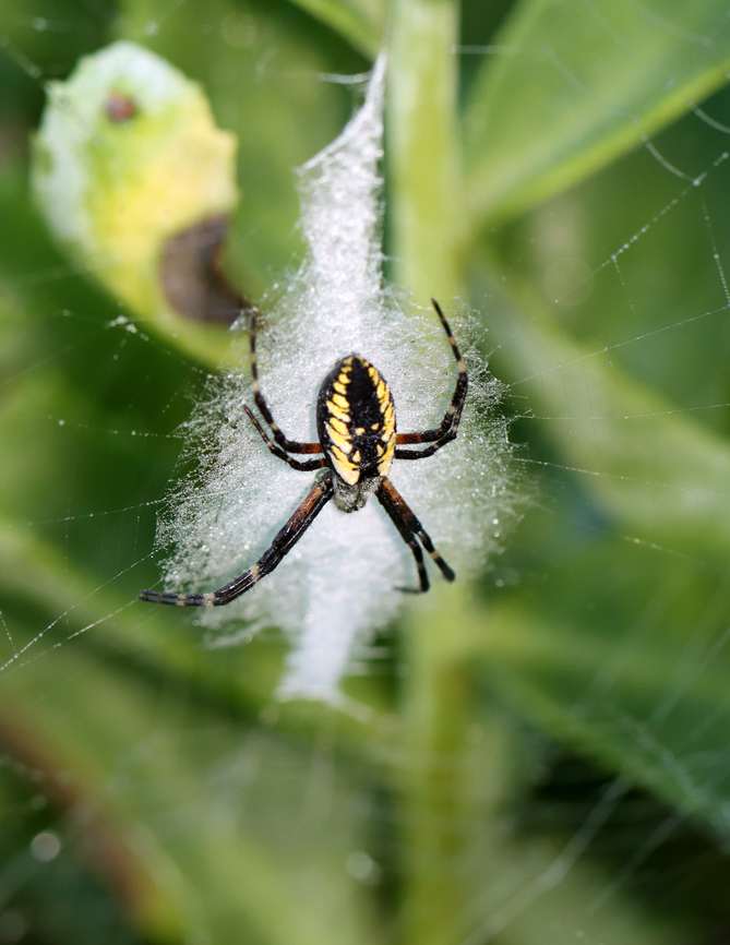 Zipper Spider - Argiope aurantia Adult zipper spiders make a stabilimentum in their webs, which looks like a vertical zigzag in middle of the web. Juveniles make a circular stabilimentum in the center of the web. This spider looks like an adult, but on the stabilimentum of a juvenile.<br />
<br />
Habitat: Garden Argiope,Argiope aurantia,Geotagged,Summer,United States,Yellow Garden Spider,stabilimentum,zipper spider