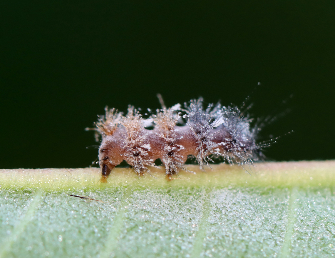 Infected Caterpillar This larva was stuck to the underside of a milkweed leaf and was very dead.<br />
<br />
Habitat: Meadow<br />
<figure class="photo"><a href="https://www.jungledragon.com/image/132652/infected_caterpillar.html" title="Infected Caterpillar"><img src="https://s3.amazonaws.com/media.jungledragon.com/images/3232/132652_thumb.jpg?AWSAccessKeyId=05GMT0V3GWVNE7GGM1R2&Expires=1759968010&Signature=vI2XL9FU5diZowqaV9HCMvGBtr0%3D" width="200" height="158" alt="Infected Caterpillar This larva was stuck to the underside of a milkweed leaf and was very dead. It probably had a fungal infection.<br />
<br />
Habitat: Meadow<br />
https://www.jungledragon.com/image/132651/infected_caterpillar.html Geotagged,Summer,United States,caterpillar,larva" /></a></figure> Geotagged,Summer,United States