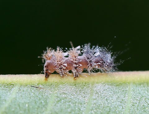 Infected Caterpillar This larva was stuck to the underside of a milkweed leaf and was very dead.

Habitat: Meadow
https://www.jungledragon.com/image/132652/infected_caterpillar.html Geotagged,Summer,United States