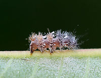 Infected Caterpillar This larva was stuck to the underside of a milkweed leaf and was very dead.<br />
<br />
Habitat: Meadow<br />
https://www.jungledragon.com/image/132652/infected_caterpillar.html Geotagged,Summer,United States