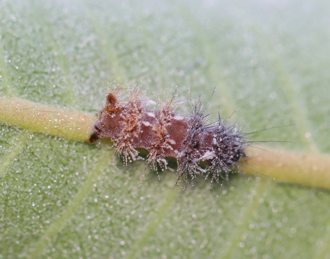 Infected Caterpillar This larva was stuck to the underside of a milkweed leaf and was very dead. It probably had a fungal infection.<br />
<br />
Habitat: Meadow<br />
<figure class="photo"><a href="https://www.jungledragon.com/image/132651/infected_caterpillar.html" title="Infected Caterpillar"><img src="https://s3.amazonaws.com/media.jungledragon.com/images/3232/132651_thumb.jpg?AWSAccessKeyId=05GMT0V3GWVNE7GGM1R2&Expires=1759968010&Signature=lOI8w%2BmOglWtQCPV0Dp9dlqRMI0%3D" width="200" height="154" alt="Infected Caterpillar This larva was stuck to the underside of a milkweed leaf and was very dead.<br />
<br />
Habitat: Meadow<br />
https://www.jungledragon.com/image/132652/infected_caterpillar.html Geotagged,Summer,United States" /></a></figure> Geotagged,Summer,United States,caterpillar,larva