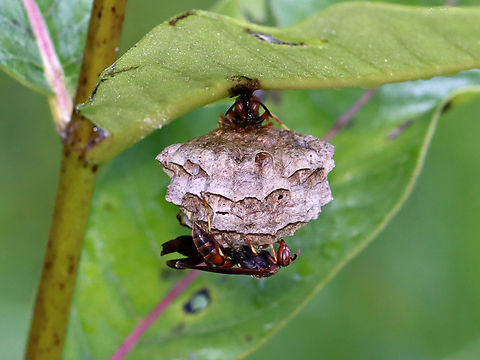 Paper Wasps - Polistes fuscatus This is my third observation of these wasps from last summer. In each photo, you can see how they've added on to their nest...

July 5th:
https://www.jungledragon.com/image/117794/paper_wasps_sleeping_-_polistes_fuscatus.html

July 25th:
https://www.jungledragon.com/image/131874/paper_wasps_with_nest_-_polistes_fuscatus.html

August 6th:
https://www.jungledragon.com/image/132653/paper_wasps_-_polistes_fuscatus.html Geotagged,Northern paper wasp,Polistes,Polistes fuscatus,Summer,United States,wasp