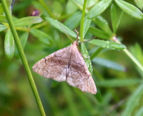 Pale Phalaenostola - Phalaenostola metonalis Very long, divergent, labial palps are characteristic.

Habitat: Meadow Geotagged,Phalaenostola,Phalaenostola metonalis,Summer,Tufted snout,United States,moth