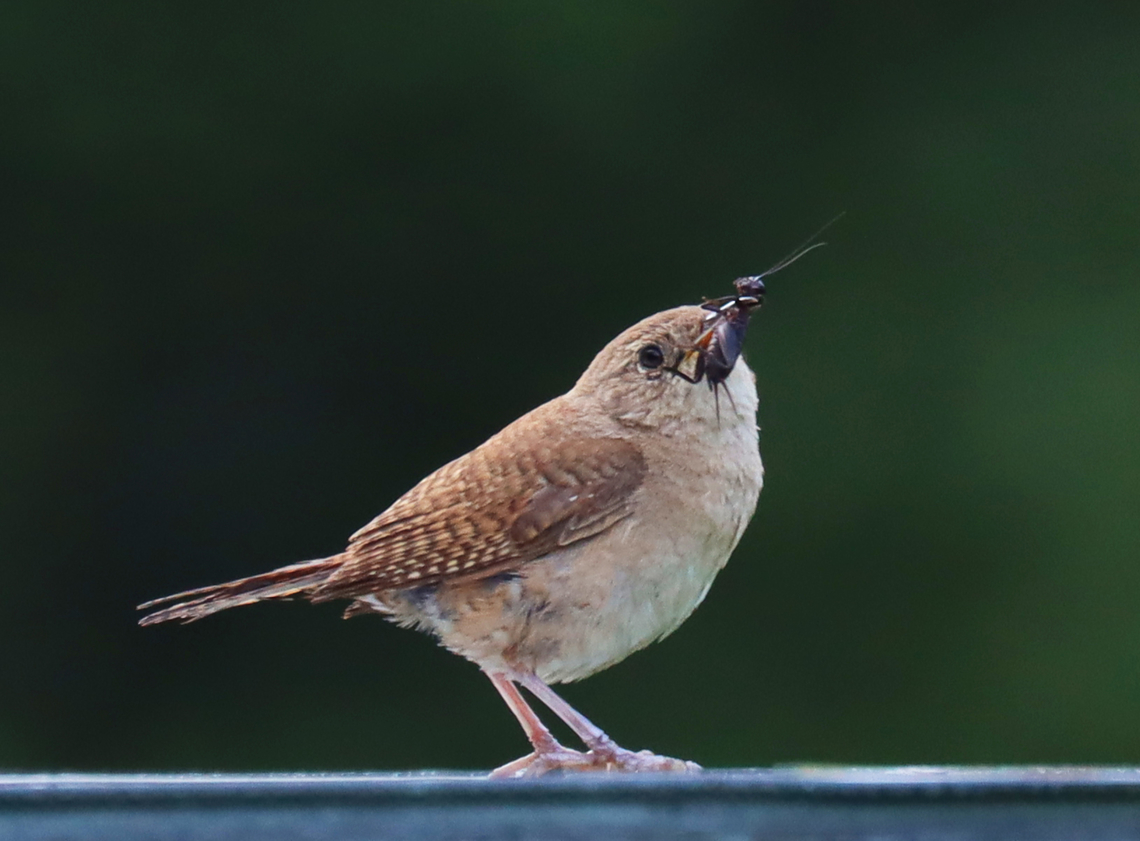 House Wren - Troglodytes aedon With breakfast for its babies.<br />
<br />
Habitat: Meadow Geotagged,House wren,Summer,Troglodytes,Troglodytes aedon,United States,wren