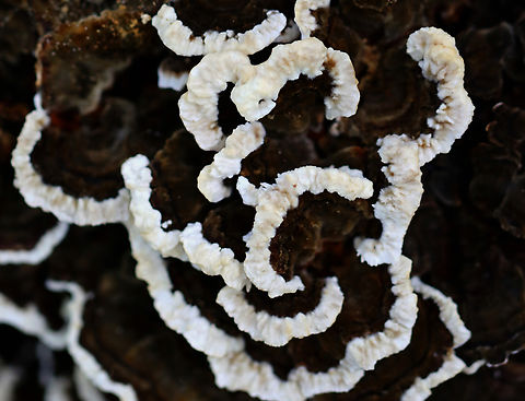 Mushroom - Trametes sp. I think this is Trametes, but the darkness of the fruiting bodies is throwing me off. 

PS -- Note the mite-y cute photobomber near the center of the photo.

Habitat: Growing on a stump; deciduous forest
https://www.jungledragon.com/image/132659/mushroom_-_trametes_sp.html Geotagged,Summer,Trametes,United States,fungus,mushroom