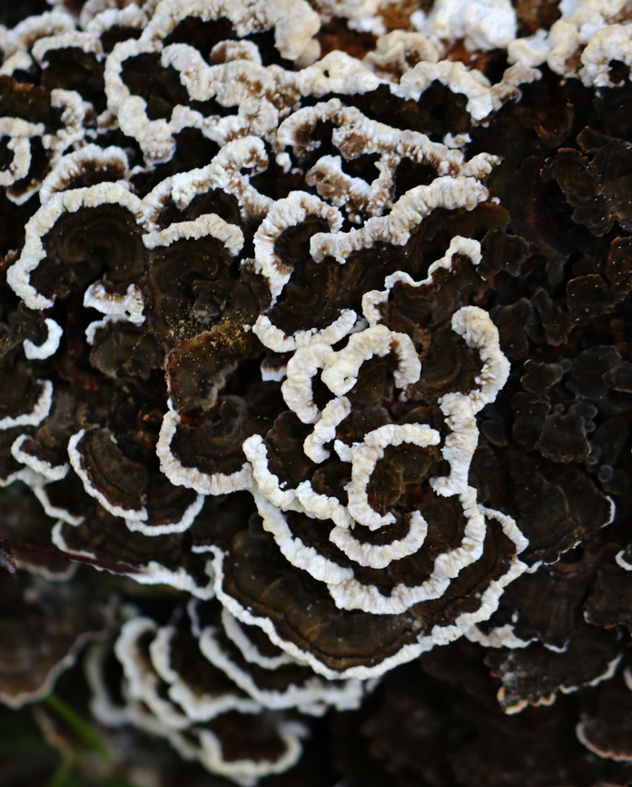 Mushroom - Trametes sp. I think this is Trametes, but the darkness of the fruiting bodies is throwing me off.<br />
<br />
Habitat: Growing on a stump; deciduous forest<br />
<figure class="photo"><a href="https://www.jungledragon.com/image/132659/mushroom_-_trametes_sp.html" title="Mushroom - Trametes sp."><img src="https://s3.amazonaws.com/media.jungledragon.com/images/3232/132659_thumb.jpg?AWSAccessKeyId=05GMT0V3GWVNE7GGM1R2&Expires=1759968010&Signature=9Q%2FzLyzuMLFlTwXPu2nLCePQ7gM%3D" width="200" height="154" alt="Mushroom - Trametes sp. I think this is Trametes, but the darkness of the fruiting bodies is throwing me off. <br />
<br />
PS -- Note the mite-y cute photobomber near the center of the photo.<br />
<br />
Habitat: Growing on a stump; deciduous forest<br />
https://www.jungledragon.com/image/132659/mushroom_-_trametes_sp.html Geotagged,Summer,Trametes,United States,fungus,mushroom" /></a></figure> Geotagged,Summer,United States