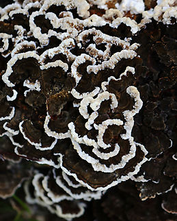 Mushroom - Trametes sp. I think this is Trametes, but the darkness of the fruiting bodies is throwing me off.

Habitat: Growing on a stump; deciduous forest
https://www.jungledragon.com/image/132659/mushroom_-_trametes_sp.html Geotagged,Summer,United States