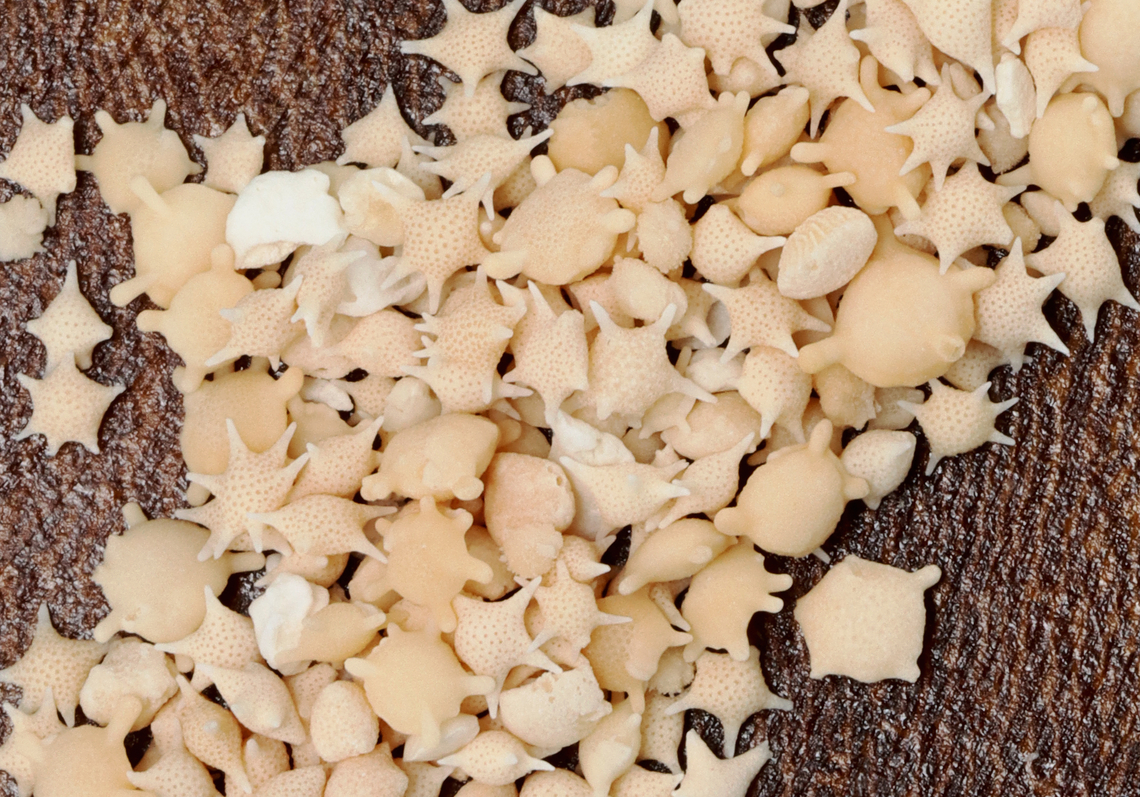 Star Sand - Baculogypsina sphaerulata One of the rarest forms of sand, star sand, is a scientific marvel. Found on the Taketomi, Hatoma, and Iriomote islands of Japan, star sand is exactly what the name implies &mdash; small, millimeter-sized pieces of sand in the shape of stars. <br />
<br />
Each little star is the exoskeleton of small, single-celled organisms known as Foraminifera. This means that, though the sand is no longer alive, it once was part of a living organism in the Pacific Ocean. When Foraminifera die, their shells remain in the sea and the tide brings them ashore.<br />
<br />
*Specimen<br />
<figure class="photo"><a href="https://www.jungledragon.com/image/132713/star_sand_-_baculogypsina_sphaerulata.html" title="Star Sand - Baculogypsina sphaerulata"><img src="https://s3.amazonaws.com/media.jungledragon.com/images/3232/132713_thumb.jpg?AWSAccessKeyId=05GMT0V3GWVNE7GGM1R2&Expires=1770854410&Signature=nBLQcOd6ltGwN1Ugw9MQJvfn25o%3D" width="200" height="140" alt="Star Sand - Baculogypsina sphaerulata One of the rarest forms of sand, star sand, is a scientific marvel. Found on the Taketomi, Hatoma, and Iriomote islands of Japan, star sand is exactly what the name implies &mdash; small, millimeter-sized pieces of sand in the shape of stars. <br />
<br />
Each little star is the exoskeleton of small, single-celled organisms known as Foraminifera. This means that, though the sand is no longer alive, it once was part of a living organism in the Pacific Ocean. When Foraminifera die, their shells remain in the sea and the tide brings them ashore.<br />
<br />
*Specimen<br />
https://www.jungledragon.com/image/132713/star_sand_-_baculogypsina_sphaerulata.html<br />
https://www.jungledragon.com/image/132715/star_sand_-_baculogypsina_sphaerulata.html<br />
https://www.jungledragon.com/image/132714/star_sand_-_baculogypsina_sphaerulata.html Baculogypsina,Baculogypsina sphaerulata,Geotagged,Spring,Star Sand,United States,foraminifera,protista,sand" /></a></figure><br />
<figure class="photo"><a href="https://www.jungledragon.com/image/132715/star_sand_-_baculogypsina_sphaerulata.html" title="Star Sand - Baculogypsina sphaerulata"><img src="https://s3.amazonaws.com/media.jungledragon.com/images/3232/132715_thumb.jpg?AWSAccessKeyId=05GMT0V3GWVNE7GGM1R2&Expires=1770854410&Signature=AuuhwEnTFbcXz9P9fTQmc1ZPHjY%3D" width="200" height="144" alt="Star Sand - Baculogypsina sphaerulata One of the rarest forms of sand, star sand, is a scientific marvel. Found on the Taketomi, Hatoma, and Iriomote islands of Japan, star sand is exactly what the name implies &mdash; small pieces of sand (0.2 - 0.5 mm) in the shape of stars.<br />
<br />
Each little star is the exoskeleton of small, single-celled organisms known as Foraminifera. This means that, though the sand is no longer alive, it once was part of a living organism in the Pacific Ocean. When Foraminifera die, their shells remain in the sea and the tide brings them ashore.<br />
<br />
*Specimen<br />
https://www.jungledragon.com/image/132713/star_sand_-_baculogypsina_sphaerulata.html<br />
https://www.jungledragon.com/image/132715/star_sand_-_baculogypsina_sphaerulata.html<br />
https://www.jungledragon.com/image/132714/star_sand_-_baculogypsina_sphaerulata.html Baculogypsina sphaerulata,Geotagged,Spring,Star Sand,United States" /></a></figure><br />
<figure class="photo"><a href="https://www.jungledragon.com/image/132714/star_sand_-_baculogypsina_sphaerulata.html" title="Star Sand - Baculogypsina sphaerulata"><img src="https://s3.amazonaws.com/media.jungledragon.com/images/3232/132714_thumb.jpg?AWSAccessKeyId=05GMT0V3GWVNE7GGM1R2&Expires=1770854410&Signature=guG6VpDjvaZ%2Bv5r251peOB1RSHo%3D" width="110" height="152" alt="Star Sand - Baculogypsina sphaerulata One of the rarest forms of sand, star sand, is a scientific marvel. Found on the Taketomi, Hatoma, and Iriomote islands of Japan, star sand is exactly what the name implies &mdash; small, millimeter-sized pieces of sand in the shape of stars.<br />
<br />
Each little star is the exoskeleton of small, single-celled organisms known as Foraminifera. This means that, though the sand is no longer alive, it once was part of a living organism in the Pacific Ocean. When Foraminifera die, their shells remain in the sea and the tide brings them ashore.<br />
<br />
*Specimen<br />
https://www.jungledragon.com/image/132713/star_sand_-_baculogypsina_sphaerulata.html<br />
https://www.jungledragon.com/image/132715/star_sand_-_baculogypsina_sphaerulata.html<br />
https://www.jungledragon.com/image/132714/star_sand_-_baculogypsina_sphaerulata.html Baculogypsina sphaerulata,Geotagged,Spring,Star Sand,United States" /></a></figure> Baculogypsina,Baculogypsina sphaerulata,Geotagged,Spring,Star Sand,United States,foraminifera,protista,sand