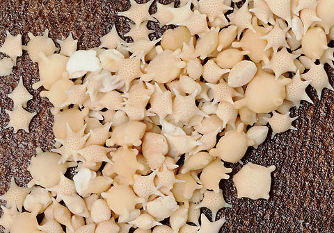 Star Sand - Baculogypsina sphaerulata One of the rarest forms of sand, star sand, is a scientific marvel. Found on the Taketomi, Hatoma, and Iriomote islands of Japan, star sand is exactly what the name implies &mdash; small, millimeter-sized pieces of sand in the shape of stars. 

Each little star is the exoskeleton of small, single-celled organisms known as Foraminifera. This means that, though the sand is no longer alive, it once was part of a living organism in the Pacific Ocean. When Foraminifera die, their shells remain in the sea and the tide brings them ashore.

*Specimen
https://www.jungledragon.com/image/132713/star_sand_-_baculogypsina_sphaerulata.html
https://www.jungledragon.com/image/132715/star_sand_-_baculogypsina_sphaerulata.html
https://www.jungledragon.com/image/132714/star_sand_-_baculogypsina_sphaerulata.html Baculogypsina,Baculogypsina sphaerulata,Geotagged,Spring,Star Sand,United States,foraminifera,protista,sand