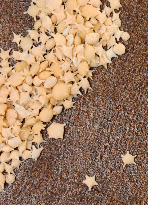 Star Sand - Baculogypsina sphaerulata One of the rarest forms of sand, star sand, is a scientific marvel. Found on the Taketomi, Hatoma, and Iriomote islands of Japan, star sand is exactly what the name implies — small, millimeter-sized pieces of sand in the shape of stars.<br />
<br />
Each little star is the exoskeleton of small, single-celled organisms known as Foraminifera. This means that, though the sand is no longer alive, it once was part of a living organism in the Pacific Ocean. When Foraminifera die, their shells remain in the sea and the tide brings them ashore.<br />
<br />
*Specimen<br />
<figure class="photo"><a href="https://www.jungledragon.com/image/132713/star_sand_-_baculogypsina_sphaerulata.html" title="Star Sand - Baculogypsina sphaerulata"><img src="https://s3.amazonaws.com/media.jungledragon.com/images/3232/132713_thumb.jpg?AWSAccessKeyId=05GMT0V3GWVNE7GGM1R2&Expires=1759968010&Signature=OAKqmx9XAgFTAoUvnilEihlSUGg%3D" width="200" height="140" alt="Star Sand - Baculogypsina sphaerulata One of the rarest forms of sand, star sand, is a scientific marvel. Found on the Taketomi, Hatoma, and Iriomote islands of Japan, star sand is exactly what the name implies — small, millimeter-sized pieces of sand in the shape of stars. <br />
<br />
Each little star is the exoskeleton of small, single-celled organisms known as Foraminifera. This means that, though the sand is no longer alive, it once was part of a living organism in the Pacific Ocean. When Foraminifera die, their shells remain in the sea and the tide brings them ashore.<br />
<br />
*Specimen<br />
https://www.jungledragon.com/image/132713/star_sand_-_baculogypsina_sphaerulata.html<br />
https://www.jungledragon.com/image/132715/star_sand_-_baculogypsina_sphaerulata.html<br />
https://www.jungledragon.com/image/132714/star_sand_-_baculogypsina_sphaerulata.html Baculogypsina,Baculogypsina sphaerulata,Geotagged,Spring,Star Sand,United States,foraminifera,protista,sand" /></a></figure><br />
<figure class="photo"><a href="https://www.jungledragon.com/image/132715/star_sand_-_baculogypsina_sphaerulata.html" title="Star Sand - Baculogypsina sphaerulata"><img src="https://s3.amazonaws.com/media.jungledragon.com/images/3232/132715_thumb.jpg?AWSAccessKeyId=05GMT0V3GWVNE7GGM1R2&Expires=1759968010&Signature=phAxHNU%2BDsrGaPk%2FKu8FlFP%2FZlE%3D" width="200" height="144" alt="Star Sand - Baculogypsina sphaerulata One of the rarest forms of sand, star sand, is a scientific marvel. Found on the Taketomi, Hatoma, and Iriomote islands of Japan, star sand is exactly what the name implies — small pieces of sand (0.2 - 0.5 mm) in the shape of stars.<br />
<br />
Each little star is the exoskeleton of small, single-celled organisms known as Foraminifera. This means that, though the sand is no longer alive, it once was part of a living organism in the Pacific Ocean. When Foraminifera die, their shells remain in the sea and the tide brings them ashore.<br />
<br />
*Specimen<br />
https://www.jungledragon.com/image/132713/star_sand_-_baculogypsina_sphaerulata.html<br />
https://www.jungledragon.com/image/132715/star_sand_-_baculogypsina_sphaerulata.html<br />
https://www.jungledragon.com/image/132714/star_sand_-_baculogypsina_sphaerulata.html Baculogypsina sphaerulata,Geotagged,Spring,Star Sand,United States" /></a></figure><br />
<figure class="photo"><a href="https://www.jungledragon.com/image/132714/star_sand_-_baculogypsina_sphaerulata.html" title="Star Sand - Baculogypsina sphaerulata"><img src="https://s3.amazonaws.com/media.jungledragon.com/images/3232/132714_thumb.jpg?AWSAccessKeyId=05GMT0V3GWVNE7GGM1R2&Expires=1759968010&Signature=uj8bfd%2FUU5jXCFDo77QAmmR7SqE%3D" width="110" height="152" alt="Star Sand - Baculogypsina sphaerulata One of the rarest forms of sand, star sand, is a scientific marvel. Found on the Taketomi, Hatoma, and Iriomote islands of Japan, star sand is exactly what the name implies — small, millimeter-sized pieces of sand in the shape of stars.<br />
<br />
Each little star is the exoskeleton of small, single-celled organisms known as Foraminifera. This means that, though the sand is no longer alive, it once was part of a living organism in the Pacific Ocean. When Foraminifera die, their shells remain in the sea and the tide brings them ashore.<br />
<br />
*Specimen<br />
https://www.jungledragon.com/image/132713/star_sand_-_baculogypsina_sphaerulata.html<br />
https://www.jungledragon.com/image/132715/star_sand_-_baculogypsina_sphaerulata.html<br />
https://www.jungledragon.com/image/132714/star_sand_-_baculogypsina_sphaerulata.html Baculogypsina sphaerulata,Geotagged,Spring,Star Sand,United States" /></a></figure> Baculogypsina sphaerulata,Geotagged,Spring,Star Sand,United States