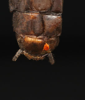 Mite on Stick Insect (Orthomeria versicolor) - Order Trombidiformes I found several of these mites on a stick insect (Orthomeria versicolor).

*Specimen from Indonesia
https://www.jungledragon.com/image/132717/stick_insect_-_orthomeria_superba.html Geotagged,Spring,Trombidiformes,United States,mite