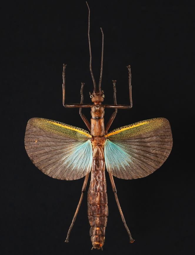 Stick Insect - Orthomeria Superba The red spots on the abdomen and wing are mites.<br />
<br />
*Specimen from Indonesia<br />
<figure class="photo"><a href="https://www.jungledragon.com/image/132718/stick_insect_-_orthomeria_superba.html" title="Stick Insect - Orthomeria Superba"><img src="https://s3.amazonaws.com/media.jungledragon.com/images/3232/132718_thumb.jpg?AWSAccessKeyId=05GMT0V3GWVNE7GGM1R2&Expires=1767225610&Signature=D7SxKn%2B3dvxwF9d27VBDSLhlqJA%3D" width="200" height="114" alt="Stick Insect - Orthomeria Superba *Specimen from Indonesia<br />
https://www.jungledragon.com/image/132717/stick_insect_-_orthomeria_superba.html Geotagged,Orthomeria versicolor,Spring,United States" /></a></figure><br />
<figure class="photo"><a href="https://www.jungledragon.com/image/132716/mite_on_stick_insect_orthomeria_versicolor_-_order_trombidiformes.html" title="Mite on Stick Insect (Orthomeria versicolor) - Order Trombidiformes"><img src="https://s3.amazonaws.com/media.jungledragon.com/images/3232/132716_thumb.jpg?AWSAccessKeyId=05GMT0V3GWVNE7GGM1R2&Expires=1767225610&Signature=PTOL5LHZUHpURc2HYQao8NKgos0%3D" width="130" height="152" alt="Mite on Stick Insect (Orthomeria versicolor) - Order Trombidiformes I found several of these mites on a stick insect (Orthomeria versicolor).<br />
<br />
*Specimen from Indonesia<br />
https://www.jungledragon.com/image/132717/stick_insect_-_orthomeria_superba.html Geotagged,Spring,Trombidiformes,United States,mite" /></a></figure> Geotagged,Orthomeria,Orthomeria versicolor,Spring,United States,stick insect