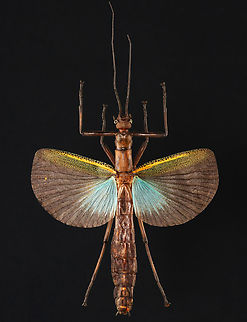 Stick Insect - Orthomeria Superba The red spots on the abdomen and wing are mites.

*Specimen from Indonesia
https://www.jungledragon.com/image/132718/stick_insect_-_orthomeria_superba.html
https://www.jungledragon.com/image/132716/mite_on_stick_insect_orthomeria_versicolor_-_order_trombidiformes.html Geotagged,Orthomeria,Orthomeria versicolor,Spring,United States,stick insect