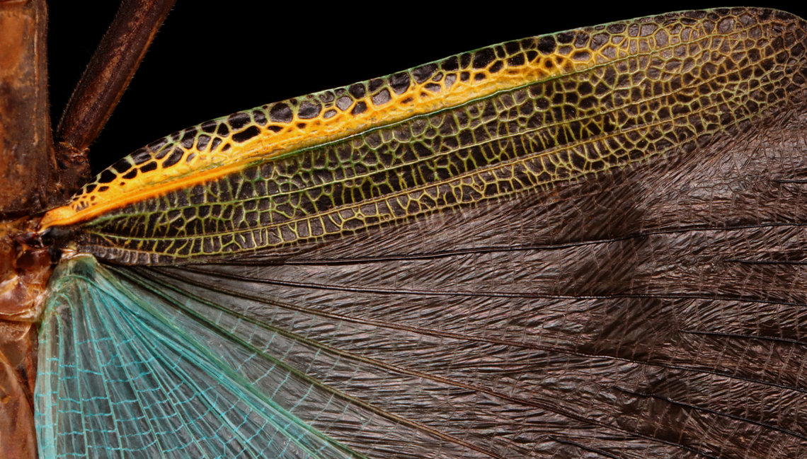 Stick Insect - Orthomeria Superba *Specimen from Indonesia<br />
<figure class="photo"><a href="https://www.jungledragon.com/image/132717/stick_insect_-_orthomeria_superba.html" title="Stick Insect - Orthomeria Superba"><img src="https://s3.amazonaws.com/media.jungledragon.com/images/3232/132717_thumb.jpg?AWSAccessKeyId=05GMT0V3GWVNE7GGM1R2&Expires=1767225610&Signature=y0pY0kCmneQ3pMS1VkJDaOcPKTc%3D" width="118" height="152" alt="Stick Insect - Orthomeria Superba The red spots on the abdomen and wing are mites.<br />
<br />
*Specimen from Indonesia<br />
https://www.jungledragon.com/image/132718/stick_insect_-_orthomeria_superba.html<br />
https://www.jungledragon.com/image/132716/mite_on_stick_insect_orthomeria_versicolor_-_order_trombidiformes.html Geotagged,Orthomeria,Orthomeria versicolor,Spring,United States,stick insect" /></a></figure> Geotagged,Orthomeria versicolor,Spring,United States