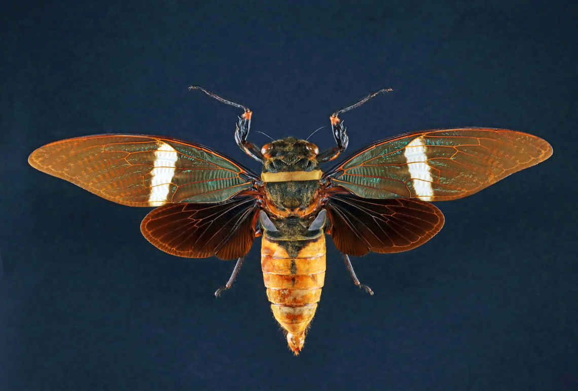 Cicada - Tosena albata Wingspan is ~13 cm!<br />
<br />
*Specimen from Indonesia Geotagged,Spring,Tosena,Tosena albata,United States,cicada