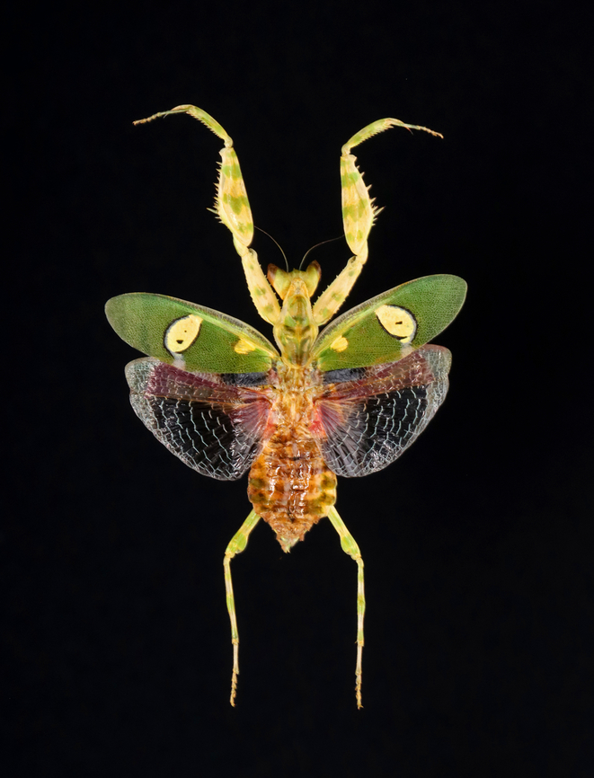 Jeweled Flower Mantis - Creobroter gemmatus *Specimen<br />
<figure class="photo"><a href="https://www.jungledragon.com/image/132784/jeweled_flower_mantis_-_creobroter_gemmatus.html" title="Jeweled Flower Mantis - Creobroter gemmatus"><img src="https://s3.amazonaws.com/media.jungledragon.com/images/3232/132784_thumb.jpg?AWSAccessKeyId=05GMT0V3GWVNE7GGM1R2&Expires=1767225610&Signature=Im8F1f9VLd1R2XRbjPhKY7AusHk%3D" width="122" height="152" alt="Jeweled Flower Mantis - Creobroter gemmatus *Specimen<br />
https://www.jungledragon.com/image/132783/jeweled_flower_mantis_-_creobroter_gemmatus.html Creobroter gemmatus,Geotagged,Spring,United States,creobroter,jeweled flower mantis,mantis,praying mantis" /></a></figure> Creobroter gemmatus,Geotagged,Spring,United States