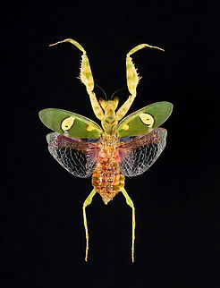 Jeweled Flower Mantis - Creobroter gemmatus *Specimen
https://www.jungledragon.com/image/132784/jeweled_flower_mantis_-_creobroter_gemmatus.html Creobroter gemmatus,Geotagged,Spring,United States