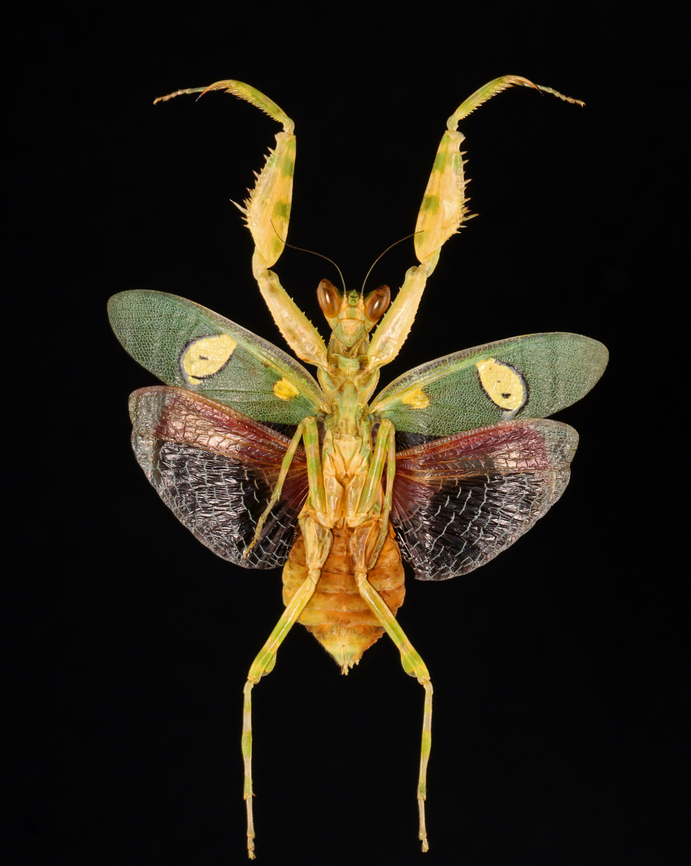 Jeweled Flower Mantis - Creobroter gemmatus *Specimen<br />
<figure class="photo"><a href="https://www.jungledragon.com/image/132783/jeweled_flower_mantis_-_creobroter_gemmatus.html" title="Jeweled Flower Mantis - Creobroter gemmatus"><img src="https://s3.amazonaws.com/media.jungledragon.com/images/3232/132783_thumb.jpg?AWSAccessKeyId=05GMT0V3GWVNE7GGM1R2&Expires=1763596810&Signature=bBbseQ%2BS0kvV7VNRcMGbdIyxVY4%3D" width="118" height="152" alt="Jeweled Flower Mantis - Creobroter gemmatus *Specimen<br />
https://www.jungledragon.com/image/132784/jeweled_flower_mantis_-_creobroter_gemmatus.html Creobroter gemmatus,Geotagged,Spring,United States" /></a></figure> Creobroter gemmatus,Geotagged,Spring,United States,creobroter,jeweled flower mantis,mantis,praying mantis