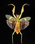 Jeweled Flower Mantis - Creobroter gemmatus *Specimen<br />
https://www.jungledragon.com/image/132783/jeweled_flower_mantis_-_creobroter_gemmatus.html Creobroter gemmatus,Geotagged,Spring,United States,creobroter,jeweled flower mantis,mantis,praying mantis