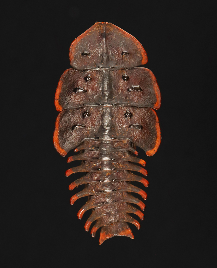 Trilobite Beetle - Platerodrilus ruficollis This individual is in much better condition than my other specimen seen here:<br />
<figure class="photo"><a href="https://www.jungledragon.com/image/128897/trilobite_beetle_-_platerodrilus_ruficollis.html" title="Trilobite Beetle - Platerodrilus ruficollis"><img src="https://s3.amazonaws.com/media.jungledragon.com/images/3232/128897_thumb.jpg?AWSAccessKeyId=05GMT0V3GWVNE7GGM1R2&Expires=1767225610&Signature=uXAW6NEiq4lh7EPoq7UIb0uaSdc%3D" width="116" height="152" alt="Trilobite Beetle - Platerodrilus ruficollis *Pinned Specimen Geotagged,Platerodrilus,Platerodrilus ruficollis,United States,Winter,beetle,lycidae,trilobite beetle" /></a></figure><br />
<br />
*Specimen<br />
<figure class="photo"><a href="https://www.jungledragon.com/image/132785/trilobite_beetle_-_platerodrilus_ruficollis.html" title="Trilobite Beetle - Platerodrilus ruficollis"><img src="https://s3.amazonaws.com/media.jungledragon.com/images/3232/132785_thumb.jpg?AWSAccessKeyId=05GMT0V3GWVNE7GGM1R2&Expires=1767225610&Signature=VxXUV%2BnTfSu53M%2BxZLbqnnPS7pI%3D" width="124" height="152" alt="Trilobite Beetle - Platerodrilus ruficollis This individual is in much better condition than my other specimen seen here:<br />
https://www.jungledragon.com/image/128897/trilobite_beetle_-_platerodrilus_ruficollis.html<br />
<br />
*Specimen<br />
https://www.jungledragon.com/image/132785/trilobite_beetle_-_platerodrilus_ruficollis.html<br />
https://www.jungledragon.com/image/132787/trilobite_beetle_-_platerodrilus_ruficollis.html<br />
https://www.jungledragon.com/image/132786/trilobite_beetle_-_platerodrilus_ruficollis.html Geotagged,Platerodrilus ruficollis,Spring,United States,beetle,platerodrilus" /></a></figure><br />
<figure class="photo"><a href="https://www.jungledragon.com/image/132787/trilobite_beetle_-_platerodrilus_ruficollis.html" title="Trilobite Beetle - Platerodrilus ruficollis"><img src="https://s3.amazonaws.com/media.jungledragon.com/images/3232/132787_thumb.jpg?AWSAccessKeyId=05GMT0V3GWVNE7GGM1R2&Expires=1767225610&Signature=TE9bSboeAnVvrINfZ7PLk8zvVcA%3D" width="200" height="192" alt="Trilobite Beetle - Platerodrilus ruficollis This individual is in much better condition than my other specimen seen here:<br />
https://www.jungledragon.com/image/128897/trilobite_beetle_-_platerodrilus_ruficollis.html<br />
<br />
*Specimen<br />
https://www.jungledragon.com/image/132785/trilobite_beetle_-_platerodrilus_ruficollis.html<br />
https://www.jungledragon.com/image/132787/trilobite_beetle_-_platerodrilus_ruficollis.html<br />
https://www.jungledragon.com/image/132786/trilobite_beetle_-_platerodrilus_ruficollis.html Geotagged,Platerodrilus ruficollis,Spring,United States" /></a></figure><br />
<figure class="photo"><a href="https://www.jungledragon.com/image/132786/trilobite_beetle_-_platerodrilus_ruficollis.html" title="Trilobite Beetle - Platerodrilus ruficollis"><img src="https://s3.amazonaws.com/media.jungledragon.com/images/3232/132786_thumb.jpg?AWSAccessKeyId=05GMT0V3GWVNE7GGM1R2&Expires=1767225610&Signature=KXPhgrjul3zslFQfANpRxcmd%2FD4%3D" width="200" height="154" alt="Trilobite Beetle - Platerodrilus ruficollis This individual is in much better condition than my other specimen seen here:<br />
https://www.jungledragon.com/image/128897/trilobite_beetle_-_platerodrilus_ruficollis.html<br />
<br />
*Specimen<br />
https://www.jungledragon.com/image/132785/trilobite_beetle_-_platerodrilus_ruficollis.html<br />
https://www.jungledragon.com/image/132787/trilobite_beetle_-_platerodrilus_ruficollis.html<br />
https://www.jungledragon.com/image/132786/trilobite_beetle_-_platerodrilus_ruficollis.html Geotagged,Platerodrilus ruficollis,Spring,United States" /></a></figure> Geotagged,Platerodrilus ruficollis,Spring,United States,beetle,platerodrilus