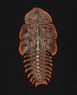 Trilobite Beetle - Platerodrilus ruficollis This individual is in much better condition than my other specimen seen here:
https://www.jungledragon.com/image/128897/trilobite_beetle_-_platerodrilus_ruficollis.html

*Specimen
https://www.jungledragon.com/image/132785/trilobite_beetle_-_platerodrilus_ruficollis.html
https://www.jungledragon.com/image/132787/trilobite_beetle_-_platerodrilus_ruficollis.html
https://www.jungledragon.com/image/132786/trilobite_beetle_-_platerodrilus_ruficollis.html Geotagged,Platerodrilus ruficollis,Spring,United States,beetle,platerodrilus