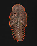 Trilobite Beetle - Platerodrilus ruficollis This individual is in much better condition than my other specimen seen here:<br />
https://www.jungledragon.com/image/128897/trilobite_beetle_-_platerodrilus_ruficollis.html<br />
<br />
*Specimen<br />
https://www.jungledragon.com/image/132785/trilobite_beetle_-_platerodrilus_ruficollis.html<br />
https://www.jungledragon.com/image/132787/trilobite_beetle_-_platerodrilus_ruficollis.html<br />
https://www.jungledragon.com/image/132786/trilobite_beetle_-_platerodrilus_ruficollis.html Geotagged,Platerodrilus ruficollis,Spring,United States,beetle,platerodrilus