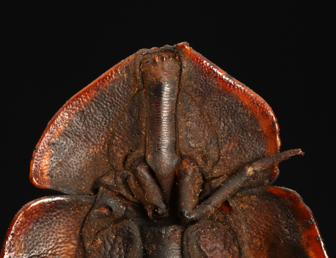 Trilobite Beetle - Platerodrilus ruficollis This individual is in much better condition than my other specimen seen here:<br />
<figure class="photo"><a href="https://www.jungledragon.com/image/128897/trilobite_beetle_-_platerodrilus_ruficollis.html" title="Trilobite Beetle - Platerodrilus ruficollis"><img src="https://s3.amazonaws.com/media.jungledragon.com/images/3232/128897_thumb.jpg?AWSAccessKeyId=05GMT0V3GWVNE7GGM1R2&Expires=1765411210&Signature=n%2FgHOuHvTMwdUPfQfjAn2x%2FV36w%3D" width="116" height="152" alt="Trilobite Beetle - Platerodrilus ruficollis *Pinned Specimen Geotagged,Platerodrilus,Platerodrilus ruficollis,United States,Winter,beetle,lycidae,trilobite beetle" /></a></figure><br />
<br />
*Specimen<br />
<figure class="photo"><a href="https://www.jungledragon.com/image/132785/trilobite_beetle_-_platerodrilus_ruficollis.html" title="Trilobite Beetle - Platerodrilus ruficollis"><img src="https://s3.amazonaws.com/media.jungledragon.com/images/3232/132785_thumb.jpg?AWSAccessKeyId=05GMT0V3GWVNE7GGM1R2&Expires=1765411210&Signature=wNf9cjXtUsiVGab5e9kR9w%2Fa1EM%3D" width="124" height="152" alt="Trilobite Beetle - Platerodrilus ruficollis This individual is in much better condition than my other specimen seen here:<br />
https://www.jungledragon.com/image/128897/trilobite_beetle_-_platerodrilus_ruficollis.html<br />
<br />
*Specimen<br />
https://www.jungledragon.com/image/132785/trilobite_beetle_-_platerodrilus_ruficollis.html<br />
https://www.jungledragon.com/image/132787/trilobite_beetle_-_platerodrilus_ruficollis.html<br />
https://www.jungledragon.com/image/132786/trilobite_beetle_-_platerodrilus_ruficollis.html Geotagged,Platerodrilus ruficollis,Spring,United States,beetle,platerodrilus" /></a></figure><br />
<figure class="photo"><a href="https://www.jungledragon.com/image/132787/trilobite_beetle_-_platerodrilus_ruficollis.html" title="Trilobite Beetle - Platerodrilus ruficollis"><img src="https://s3.amazonaws.com/media.jungledragon.com/images/3232/132787_thumb.jpg?AWSAccessKeyId=05GMT0V3GWVNE7GGM1R2&Expires=1765411210&Signature=4rKAEiAXXjHRTNwBFOlzj6lYlVY%3D" width="200" height="192" alt="Trilobite Beetle - Platerodrilus ruficollis This individual is in much better condition than my other specimen seen here:<br />
https://www.jungledragon.com/image/128897/trilobite_beetle_-_platerodrilus_ruficollis.html<br />
<br />
*Specimen<br />
https://www.jungledragon.com/image/132785/trilobite_beetle_-_platerodrilus_ruficollis.html<br />
https://www.jungledragon.com/image/132787/trilobite_beetle_-_platerodrilus_ruficollis.html<br />
https://www.jungledragon.com/image/132786/trilobite_beetle_-_platerodrilus_ruficollis.html Geotagged,Platerodrilus ruficollis,Spring,United States" /></a></figure><br />
<figure class="photo"><a href="https://www.jungledragon.com/image/132786/trilobite_beetle_-_platerodrilus_ruficollis.html" title="Trilobite Beetle - Platerodrilus ruficollis"><img src="https://s3.amazonaws.com/media.jungledragon.com/images/3232/132786_thumb.jpg?AWSAccessKeyId=05GMT0V3GWVNE7GGM1R2&Expires=1765411210&Signature=Au3jNX5DC3OVbpbF3XYrzKxniMs%3D" width="200" height="154" alt="Trilobite Beetle - Platerodrilus ruficollis This individual is in much better condition than my other specimen seen here:<br />
https://www.jungledragon.com/image/128897/trilobite_beetle_-_platerodrilus_ruficollis.html<br />
<br />
*Specimen<br />
https://www.jungledragon.com/image/132785/trilobite_beetle_-_platerodrilus_ruficollis.html<br />
https://www.jungledragon.com/image/132787/trilobite_beetle_-_platerodrilus_ruficollis.html<br />
https://www.jungledragon.com/image/132786/trilobite_beetle_-_platerodrilus_ruficollis.html Geotagged,Platerodrilus ruficollis,Spring,United States" /></a></figure> Geotagged,Platerodrilus ruficollis,Spring,United States