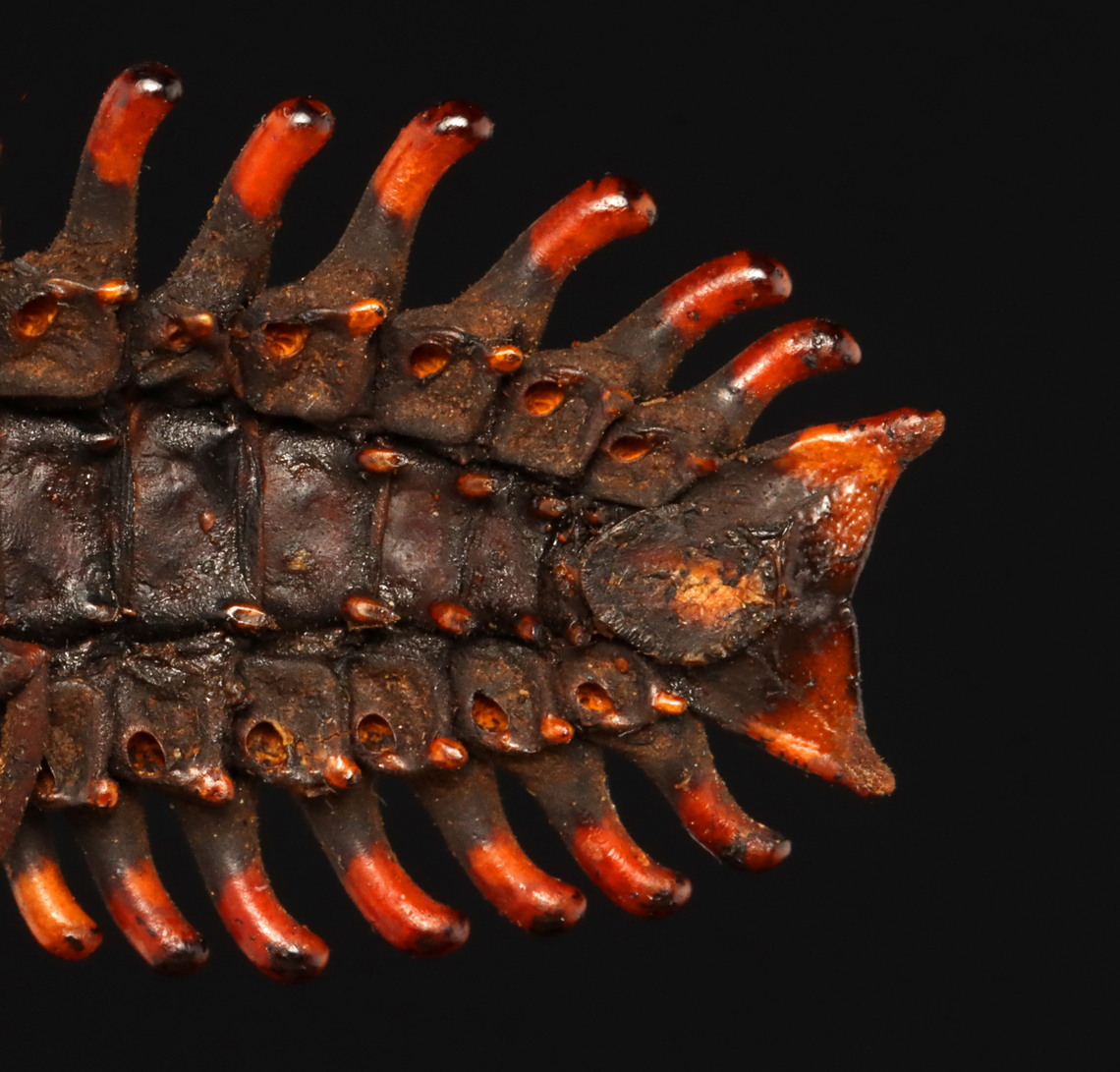 Trilobite Beetle - Platerodrilus ruficollis This individual is in much better condition than my other specimen seen here:<br />
<figure class="photo"><a href="https://www.jungledragon.com/image/128897/trilobite_beetle_-_platerodrilus_ruficollis.html" title="Trilobite Beetle - Platerodrilus ruficollis"><img src="https://s3.amazonaws.com/media.jungledragon.com/images/3232/128897_thumb.jpg?AWSAccessKeyId=05GMT0V3GWVNE7GGM1R2&Expires=1767225610&Signature=uXAW6NEiq4lh7EPoq7UIb0uaSdc%3D" width="116" height="152" alt="Trilobite Beetle - Platerodrilus ruficollis *Pinned Specimen Geotagged,Platerodrilus,Platerodrilus ruficollis,United States,Winter,beetle,lycidae,trilobite beetle" /></a></figure><br />
<br />
*Specimen<br />
<figure class="photo"><a href="https://www.jungledragon.com/image/132785/trilobite_beetle_-_platerodrilus_ruficollis.html" title="Trilobite Beetle - Platerodrilus ruficollis"><img src="https://s3.amazonaws.com/media.jungledragon.com/images/3232/132785_thumb.jpg?AWSAccessKeyId=05GMT0V3GWVNE7GGM1R2&Expires=1767225610&Signature=VxXUV%2BnTfSu53M%2BxZLbqnnPS7pI%3D" width="124" height="152" alt="Trilobite Beetle - Platerodrilus ruficollis This individual is in much better condition than my other specimen seen here:<br />
https://www.jungledragon.com/image/128897/trilobite_beetle_-_platerodrilus_ruficollis.html<br />
<br />
*Specimen<br />
https://www.jungledragon.com/image/132785/trilobite_beetle_-_platerodrilus_ruficollis.html<br />
https://www.jungledragon.com/image/132787/trilobite_beetle_-_platerodrilus_ruficollis.html<br />
https://www.jungledragon.com/image/132786/trilobite_beetle_-_platerodrilus_ruficollis.html Geotagged,Platerodrilus ruficollis,Spring,United States,beetle,platerodrilus" /></a></figure><br />
<figure class="photo"><a href="https://www.jungledragon.com/image/132787/trilobite_beetle_-_platerodrilus_ruficollis.html" title="Trilobite Beetle - Platerodrilus ruficollis"><img src="https://s3.amazonaws.com/media.jungledragon.com/images/3232/132787_thumb.jpg?AWSAccessKeyId=05GMT0V3GWVNE7GGM1R2&Expires=1767225610&Signature=TE9bSboeAnVvrINfZ7PLk8zvVcA%3D" width="200" height="192" alt="Trilobite Beetle - Platerodrilus ruficollis This individual is in much better condition than my other specimen seen here:<br />
https://www.jungledragon.com/image/128897/trilobite_beetle_-_platerodrilus_ruficollis.html<br />
<br />
*Specimen<br />
https://www.jungledragon.com/image/132785/trilobite_beetle_-_platerodrilus_ruficollis.html<br />
https://www.jungledragon.com/image/132787/trilobite_beetle_-_platerodrilus_ruficollis.html<br />
https://www.jungledragon.com/image/132786/trilobite_beetle_-_platerodrilus_ruficollis.html Geotagged,Platerodrilus ruficollis,Spring,United States" /></a></figure><br />
<figure class="photo"><a href="https://www.jungledragon.com/image/132786/trilobite_beetle_-_platerodrilus_ruficollis.html" title="Trilobite Beetle - Platerodrilus ruficollis"><img src="https://s3.amazonaws.com/media.jungledragon.com/images/3232/132786_thumb.jpg?AWSAccessKeyId=05GMT0V3GWVNE7GGM1R2&Expires=1767225610&Signature=KXPhgrjul3zslFQfANpRxcmd%2FD4%3D" width="200" height="154" alt="Trilobite Beetle - Platerodrilus ruficollis This individual is in much better condition than my other specimen seen here:<br />
https://www.jungledragon.com/image/128897/trilobite_beetle_-_platerodrilus_ruficollis.html<br />
<br />
*Specimen<br />
https://www.jungledragon.com/image/132785/trilobite_beetle_-_platerodrilus_ruficollis.html<br />
https://www.jungledragon.com/image/132787/trilobite_beetle_-_platerodrilus_ruficollis.html<br />
https://www.jungledragon.com/image/132786/trilobite_beetle_-_platerodrilus_ruficollis.html Geotagged,Platerodrilus ruficollis,Spring,United States" /></a></figure> Geotagged,Platerodrilus ruficollis,Spring,United States