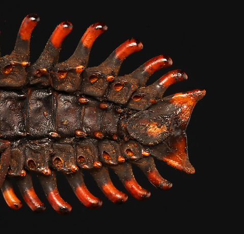 Trilobite Beetle - Platerodrilus ruficollis This individual is in much better condition than my other specimen seen here:
https://www.jungledragon.com/image/128897/trilobite_beetle_-_platerodrilus_ruficollis.html

*Specimen
https://www.jungledragon.com/image/132785/trilobite_beetle_-_platerodrilus_ruficollis.html
https://www.jungledragon.com/image/132787/trilobite_beetle_-_platerodrilus_ruficollis.html
https://www.jungledragon.com/image/132786/trilobite_beetle_-_platerodrilus_ruficollis.html Geotagged,Platerodrilus ruficollis,Spring,United States