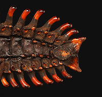 Trilobite Beetle - Platerodrilus ruficollis This individual is in much better condition than my other specimen seen here:<br />
https://www.jungledragon.com/image/128897/trilobite_beetle_-_platerodrilus_ruficollis.html<br />
<br />
*Specimen<br />
https://www.jungledragon.com/image/132785/trilobite_beetle_-_platerodrilus_ruficollis.html<br />
https://www.jungledragon.com/image/132787/trilobite_beetle_-_platerodrilus_ruficollis.html<br />
https://www.jungledragon.com/image/132786/trilobite_beetle_-_platerodrilus_ruficollis.html Geotagged,Platerodrilus ruficollis,Spring,United States