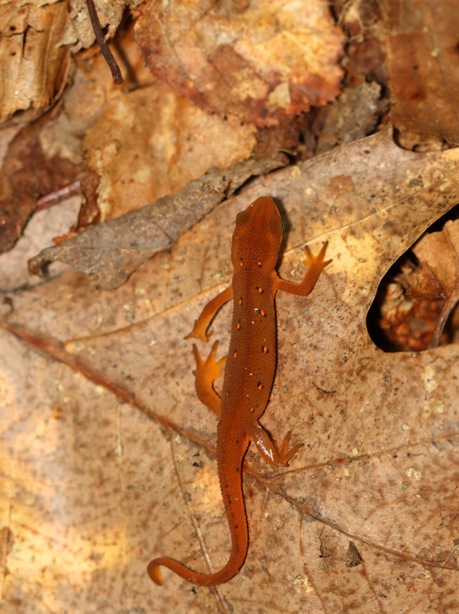 Eastern Newt - Notophthalmus viridescens It had some slime on its back, right leg - probably from a slug or mushroom.<br />
<br />
Habitat: Deciduous forest Eastern newt,Geotagged,Notophthalmus viridescens,Summer,United States,newt,salamander