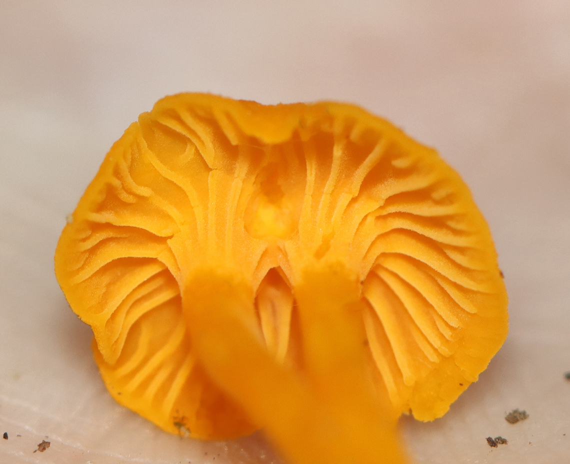 Mushrooms - Cantharellus minor Habitat: Growing in moss; mixed forest<br />
<figure class="photo"><a href="https://www.jungledragon.com/image/132829/mushrooms_-_cantharellus_minor.html" title="Mushrooms - Cantharellus minor"><img src="https://s3.amazonaws.com/media.jungledragon.com/images/3232/132829_thumb.jpg?AWSAccessKeyId=05GMT0V3GWVNE7GGM1R2&Expires=1767225610&Signature=lA2bVNCI5Q6U2kgEMAg%2FYoFGiZU%3D" width="200" height="144" alt="Mushrooms - Cantharellus minor Habitat: Growing in moss; mixed forest<br />
https://www.jungledragon.com/image/132828/mushrooms_-_cantharellus_minor.html Cantharellus,Cantharellus minor,Geotagged,Summer,United States,fungi,fungus,mushrooms" /></a></figure> Cantharellus minor,Geotagged,Summer,United States