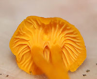 Mushrooms - Cantharellus minor Habitat: Growing in moss; mixed forest<br />
https://www.jungledragon.com/image/132829/mushrooms_-_cantharellus_minor.html Cantharellus minor,Geotagged,Summer,United States