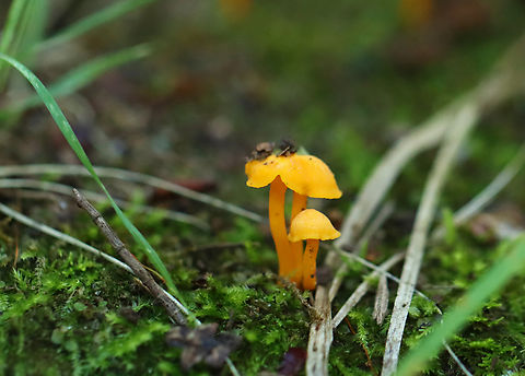Mushrooms - Cantharellus minor Habitat: Growing in moss; mixed forest
https://www.jungledragon.com/image/132828/mushrooms_-_cantharellus_minor.html Cantharellus,Cantharellus minor,Geotagged,Summer,United States,fungi,fungus,mushrooms