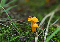 Mushrooms - Cantharellus minor Habitat: Growing in moss; mixed forest<br />
https://www.jungledragon.com/image/132828/mushrooms_-_cantharellus_minor.html Cantharellus,Cantharellus minor,Geotagged,Summer,United States,fungi,fungus,mushrooms