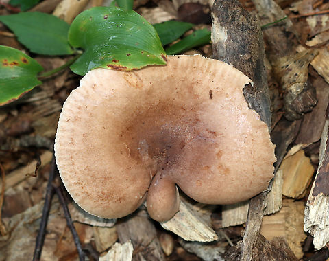 Mushroom - Lactarius sp. Habitat: Growing in wood chips along a nature trail; deciduous forest
https://www.jungledragon.com/image/132933/mushroom_-_lactarius_sp.html Geotagged,Summer,United States,fungus,lactarius,mushroom