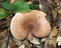 Mushroom - Lactarius sp. Habitat: Growing in wood chips along a nature trail; deciduous forest<br />
https://www.jungledragon.com/image/132933/mushroom_-_lactarius_sp.html Geotagged,Summer,United States,fungus,lactarius,mushroom